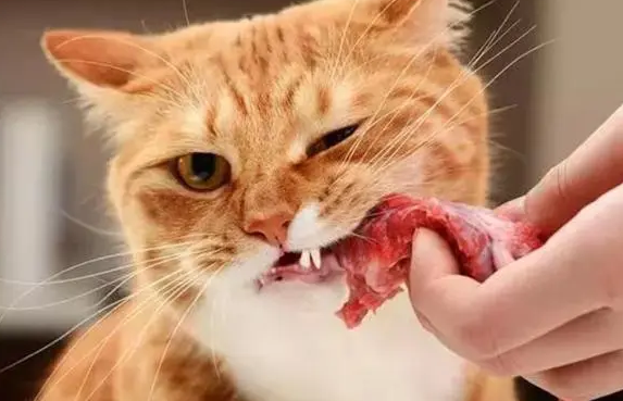 你们说，为什么兽医不让猫吃生骨肉？