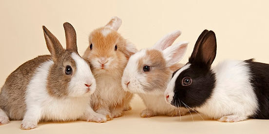 荷兰兔群养最多多少只一起？