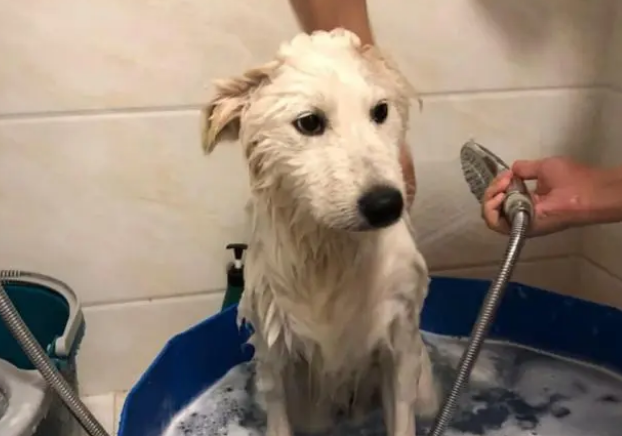 狗子洗澡洗不干净，用对方法，洗的干净还省时间