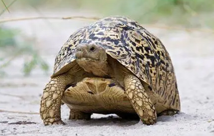 豹斑象龟的寿命有多长？
