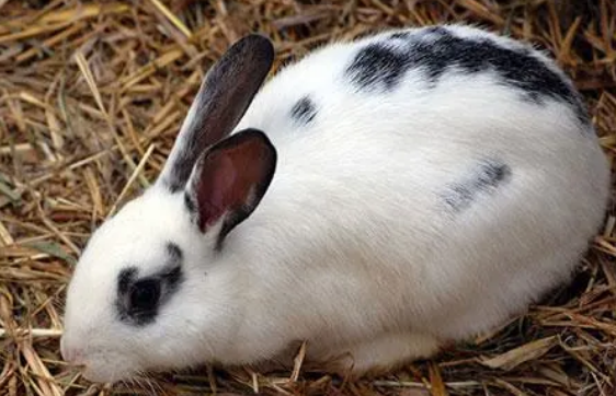 英国斑点兔有哪些特征，你知道吗？