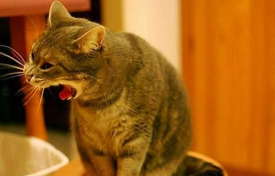 猫咪每天呕吐一次是怎么回事？原因很简单