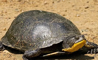 濒危的布氏拟龟，你了解多少？