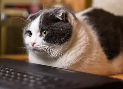 为什么猫咪喜欢趴在电脑上，看完你就明白了！