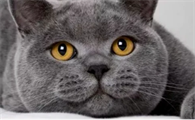 猫咪肠胃炎吃阿莫西林有用吗？猫咪肠胃炎怎么处理？