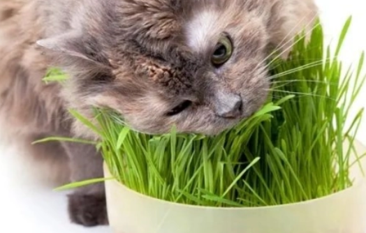 两种常见的给猫咪种植猫草的方式？