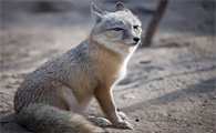 “奇葩”的沙狐，颜高腿长，但跑得很慢！