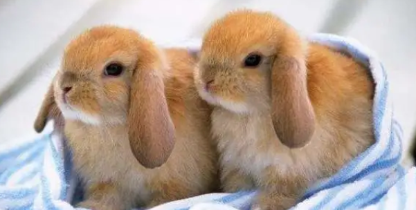 兔子吃什么兔粮 兔子的兔粮怎么选