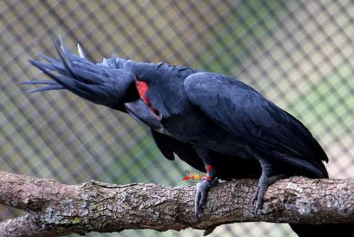 棕榈凤头鹦鹉寿命多长？想养的人看看！