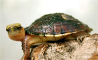 百色闭壳龟是保护动物吗？这篇文章值得一看