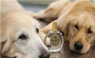 狗狗可不可以喷香水，喷了会怎样呢？