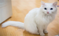 五招教你将土耳其安哥拉猫训练的乖乖的！