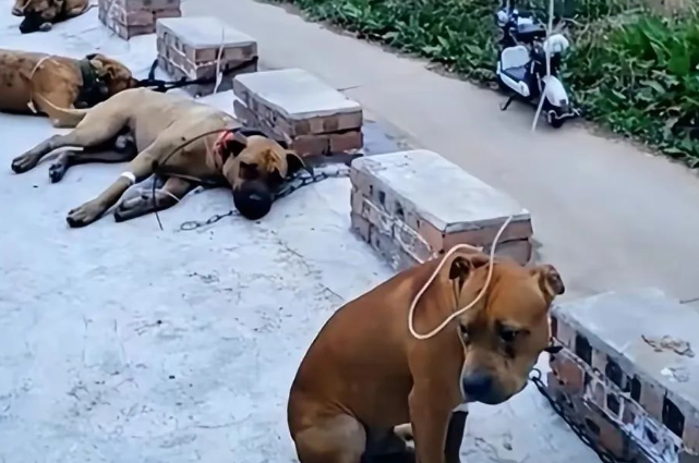 六只田园犬误食月饼集体打吊针，狗狗食物不容忽视。