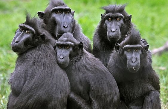 人间表情包——黑冠猕猴