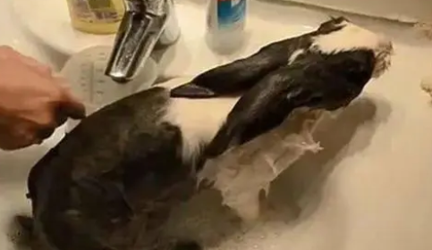 怎么给小兔子洗澡？