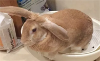 今日小知识：怎么训练兔子上厕所