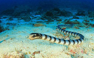 毒蛇科普：钩吻海蛇，一种毒性极强的蛇类