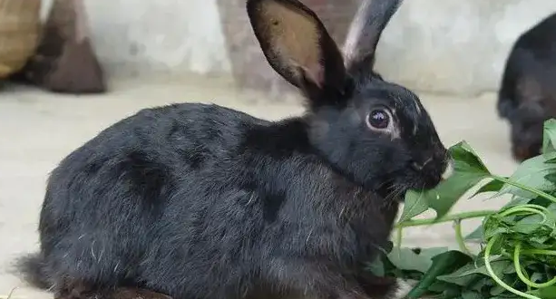 每日科普：中华黑兔几个月能繁殖？