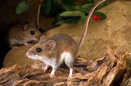 米氏弹鼠，灭绝于1901年以前的一种袋鼠