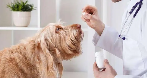 狗能吃阿莫西林消炎吗？来看看吧