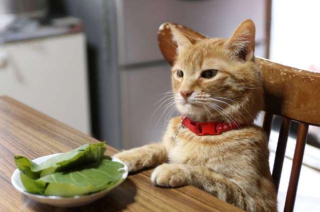 猫咪挑食不吃猫粮怎么纠正？如何纠正猫咪挑食？