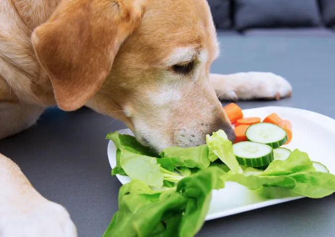涨姿势，狗狗可以吃的6种蔬菜，你知道几种？