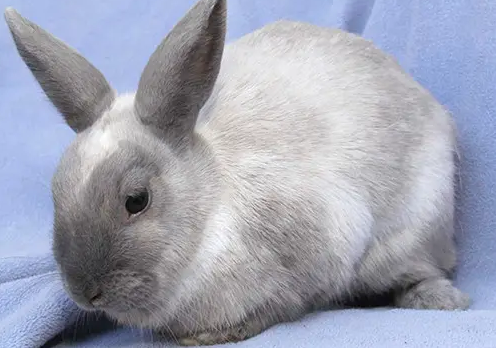 超级萌的波兰兔，了解一下多少钱一只？