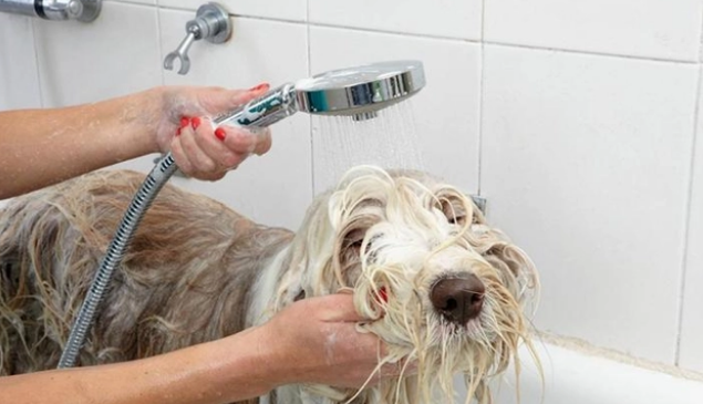 给狗狗洗澡的6个误区，原来你错了很多年了！
