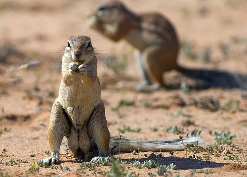 快来了解下喜欢亲亲的松鼠——南非地松鼠！