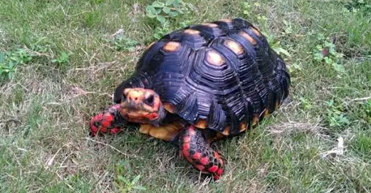 养宠小知识：红腿陆龟吃什么草比较好？