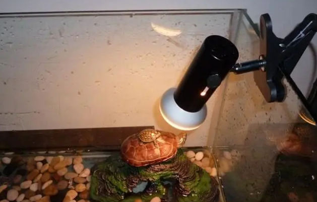 乌龟晒背灯每天开多久？养乌龟还需要准备加热棒吗？