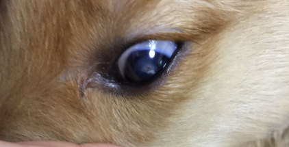 狗狗眼球上有一块白色透明的东西是怎么回事？