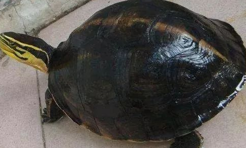 安布闭壳龟能活多少年？龟友们真的了解吗
