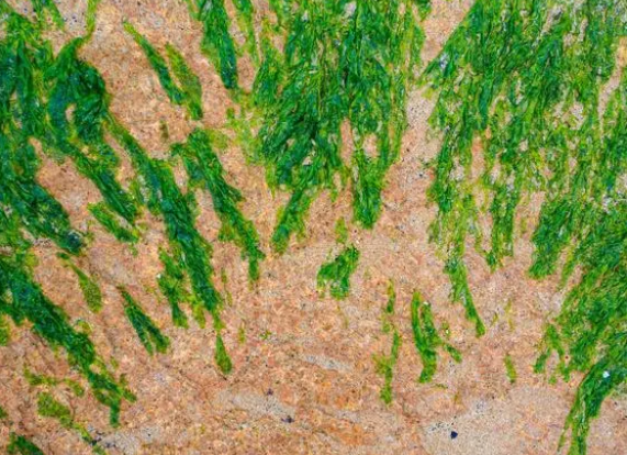 全面认识水草：鱼缸里放水草不一定是好的