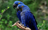 蓝紫金刚鹦鹉繁殖方式是什么？饲主来看看吧