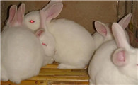 日本大耳白兔和新西兰兔的区别，你知道吗？