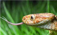 有毒的纹花林蛇，你们怕了吗？