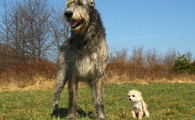 体型如此巨大却有一颗温柔的心，爱尔兰猎狼犬太有爱了！