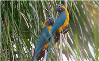 关于蓝喉金刚鹦鹉的信息，你了解多少？