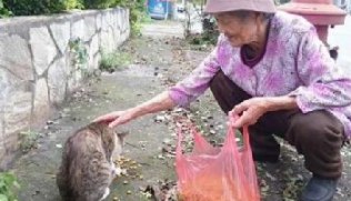 88岁老奶奶18年来不间断餵食流浪猫狗，只因不忍心它们挨饿