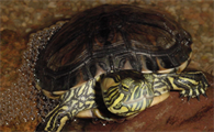 一文带你了解，斑彩龟属于保护动物吗？