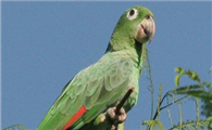 斑点亚马逊鹦鹉有什么特点？想知道吗？