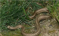 科普小知识分享：中国特有的珍稀蛇种——温泉蛇