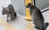 两只猫互相嚎叫是干嘛？这里有答案！