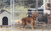 犬舍是什么意思？犬舍的样式有哪些？