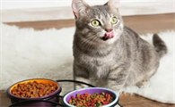 猫一天吃多少猫粮？来看科学喂养公式