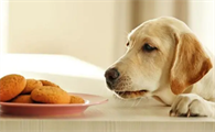 狗狗零食方面有哪些注意和选择？来看看吧
