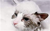猫咪“洗澡”不能不说的事情，要记住啦