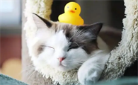 科普，猫咪为什么要用猫砂？