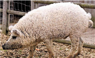 英国的一种奇特动物——林肯郡卷毛皮猪
